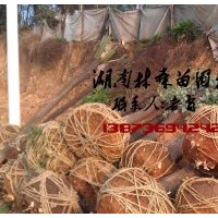 15公分香樟價格