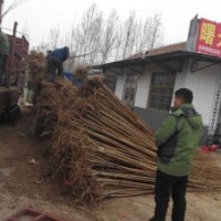 低價供應2公分法桐苗 白蠟苗 國槐苗 北欒苗