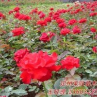 供應(yīng)苗木，檜柏，大葉黃楊，河北大葉黃楊