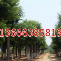 毛白楊-買賣苗木就上生態綠苗木