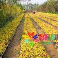 錦帶類金葉錦帶、金邊錦帶、紫葉錦帶