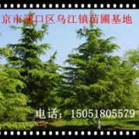 供應雪松