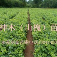 山槐苗、神木