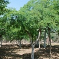 供應、各種綠化大小苗木、