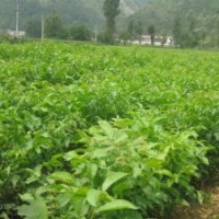 批發供應8518核桃苗 多品種核桃苗 當年結果核桃苗 核桃實生苗