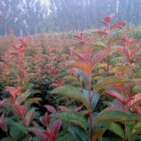 海棠苗木基供應北美系列海棠樹苗直銷優質北美海棠系列--珠穆朗瑪