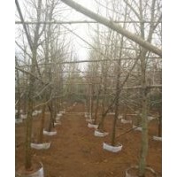 供應白蘭、宮粉紫荊、菩提樹、黃桷蘭、藍蘭楹