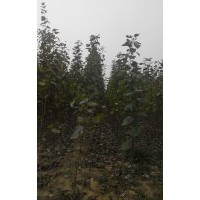 100畝椿樹小苗，當年毛白楊小苗，合歡小苗，國槐小苗，4公分毛白