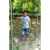 周口楸樹苗，3公分楸樹