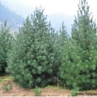 白皮松的種植和日常養護