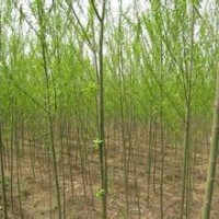 國槐 白皮松 青皮垂柳 側柏 白蠟 紅葉李 紫葉李