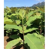 純正宗日本厚樸批發(fā)零售另有喬木紫杉樹苗