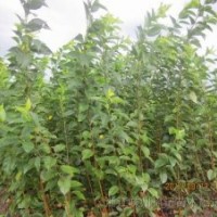 出售櫻花。白玉蘭\櫻花,架接日本櫻花