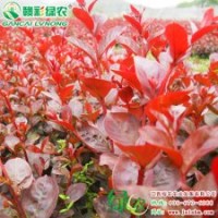 紅葉喬木紫薇價格 紅葉喬木紫薇小苗供應|批發|零售