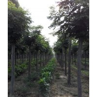 北欒小苗價格   1-15公分北欒
