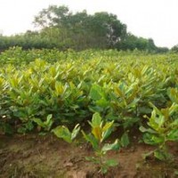 廣玉蘭價格_廣玉蘭栽培技術
