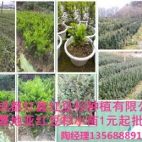 曼地亞紅豆杉小苗出售，500萬供應量，基地直銷