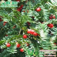 南方紅豆杉 凈化空氣的彩葉樹 樹形優美 上等的園林觀賞樹種|江西