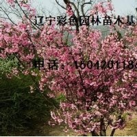 印第安魔力海棠、二年生印第安魔力海棠苗