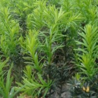 四川地區批發曼地亞紅豆杉20公分高