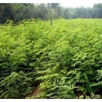 紫穗槐大量供應各種規(guī)格小苗 二年苗