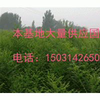 國槐小苗大量供應