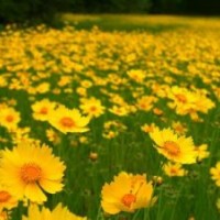 供應(yīng)金雞菊廠家|青州黑心菊批發(fā)價(jià)格