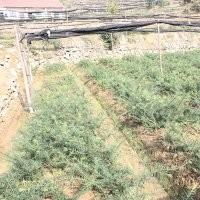 香榧苗 香榧苗基地 掛果香榧苗 香榧苗優質 觀光香榧苗
