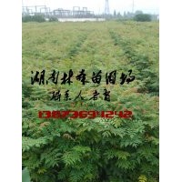 2014年欒樹苗價格,欒樹苗基地-湖南林森苗圃