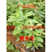 大量供應金絲楠木苗、紅豆杉苗、桂花苗、竹柏苗、銀杏
