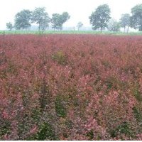 海棠,繡線菊，大葉黃楊，紅葉石楠