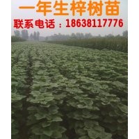 供應當年生梓樹苗200萬株，楸樹苗80萬株