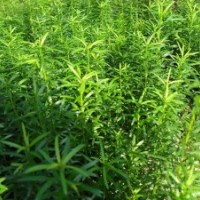 江西供應(yīng)青錢柳基地，江西哪里有青錢柳小苗，江西供應(yīng)竹柏小苗