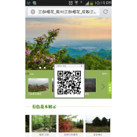 長期供應(yīng)櫻花、桂花、銀杏