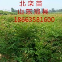 低價(jià)供應(yīng)北欒，毛白楊白榆，絲棉木