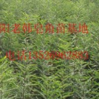 大量銷售優惠皂角樹苗