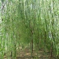 博野速生垂柳基地|速生垂柳價格|速生垂柳批發(fā)