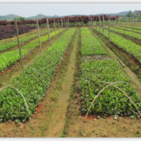 供應15-40公分茶花小苗