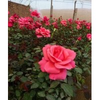 山東月季工程苗 青州豐花月季苗價格 青州大花月季批發價格