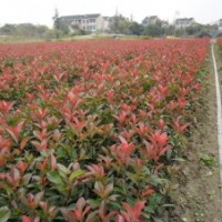 大量供應紅葉石楠 紅花繼木 金森女貞 杜鵑