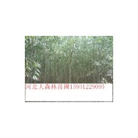 保定速生柳多少錢一棵