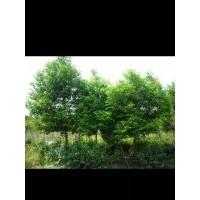 供應福安天竺桂產地直銷