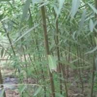 3公分垂柳價格、4公分垂柳、5公分垂柳、8公分垂柳