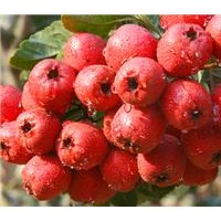 蒙山紅山楂苗，沂蒙巨型山楂苗，臨沂大甜山楂