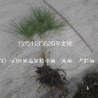 一年生黑松床苗一米高黑松小苗錦涵苗木場供應各種規格黑松苗