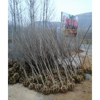大量供應石榴樹苗木、石榴樹盆景、盆栽石榴樹