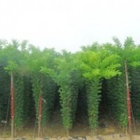 供應(yīng)、各種綠化大小苗木、