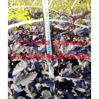 批發(fā)小苗；金葉復(fù)葉槭、金葉水臘、金紫風(fēng)箱果