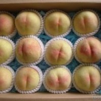 低價(jià)出售冬青苗