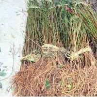 3公分山楂苗價格 專業嫁接長期供應山楂苗 大量批發山楂樹苗